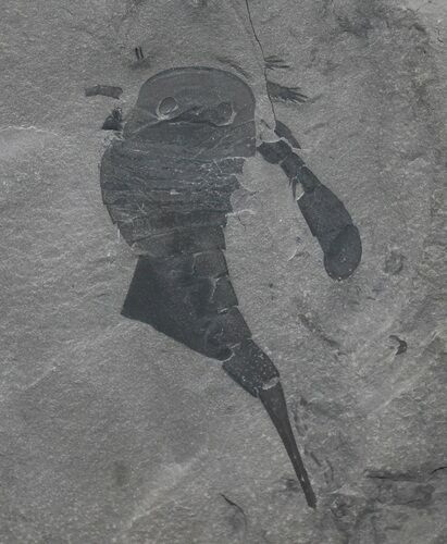 Eurypterus (Sea Scorpion) Fossil - New York #31407